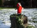 Singender Weihnachtsmann mit Hund