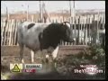 Boğa Mükemmel Haraket