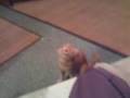 Joey le chat tarer et sa fleur ...