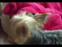 Yorkie Wrestle 1 Yorkie Wrestle 1