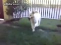 perro ataca a abuela