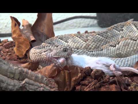 YouTube reptile video