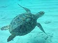 Aruba Turtle Aruba Turtle