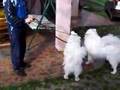 Pegaso and Elsa happy for the run