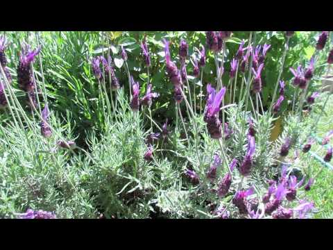 how to transplant lavender