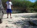 The iguana power