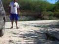 The iguana power