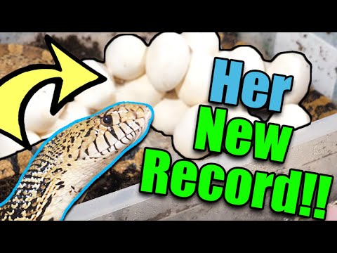 YouTube reptile video