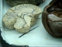 Endocrine Lab 2, Part 3.wmv