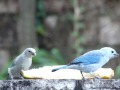 Estas son parte de las aves que llegan a diario a mi comedero de silvestres...