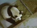 Lun Lun--Pandas 10-31-06, Baby Cub Tries to Sleep... Lun Lun--Pandas 10-31-06, Baby Cub Tries to Sleep...