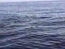 Killer whales, Arcata California