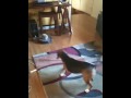 Dog vs Roomba