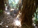 pig hunting nz/ Dogs vs hogs pig hunting nz/ Dogs vs hogs