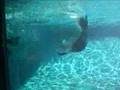 Sea Lions