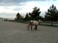 Horsewise enterprises Gaea trot