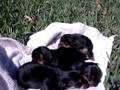 videos de the puppies outside