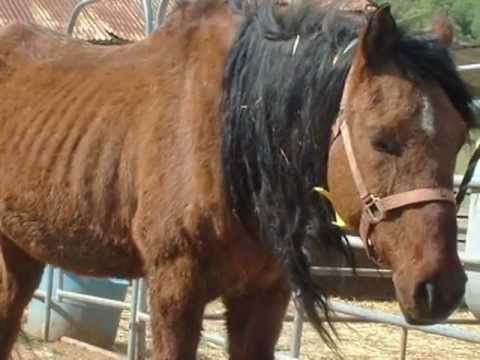 Susanville Rescued Horses