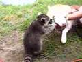 Bandit the Raccoon vs Sequoyah the Wolf-Hybrid