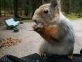 Angry Squirrel (Sweet!)