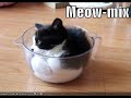 Lolcats Top Pics - Episode 2