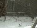 Deer And Dog 2
