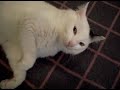 my white cat sleeping..how cute :) my white cat sleeping..how cute :)