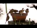 スズメ雪だけどいっぱい.MP4