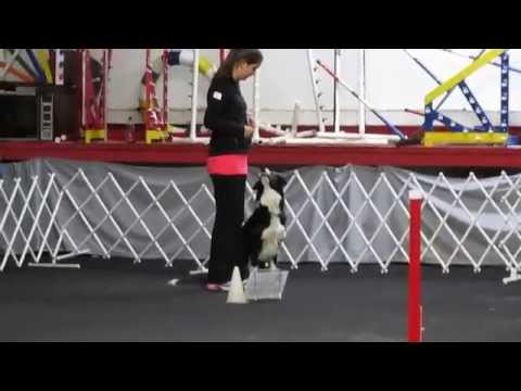 WCRL - Mica and Danielle of High Spirits Dog Training attaining a perfect 210 score in their 2nd ever Level 2 (off leash) course. Glens Falls, NY. November 15, 2014.