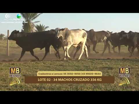 507� LEIL�O VIRTUAL MB LEIL�ES