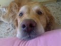 Golden Retriever Nyra
