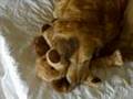Golden Retriever Nyra