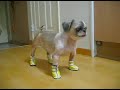 Perrito deprimido por usar feos zapatos - Humor