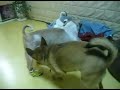 Perrito deprimido por usar feos zapatos - Humor