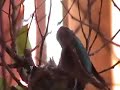 Hummingbird nest feeding time Hummingbird nest feeding time