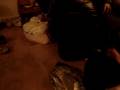 videos de my cousin singing again but in vietnamese. haha