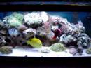 20g reef tank