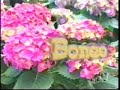 Bonao