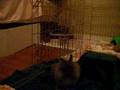 Chewie bein normall lol