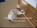 videos de Cute House Rabbit