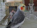Cockatiel/Parrot  talking and whistling, learning the andy griffith song
