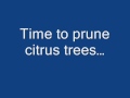 fixing Wheelbarrow...planting Rosemary...pruning Citrus trees fixing Wheelbarrow...planting Rosemary...pruning Citrus trees