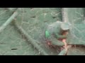 The Spiderwick Chronicles 1