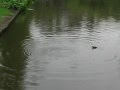 Freshwater duck diving to feed its baby