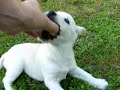 chien chien chien chien