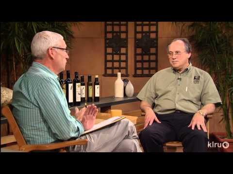 how to transplant olive trees