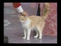 Xuxa - Ed Alonzo and Cat Trainer episode