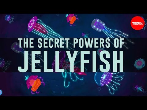 Jellyfish predate dinosaurs. How have they survived so long?  Thumbnail