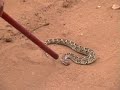 Posionous Snake Posionous Snake