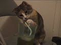 Kitty Likes Straws Kitty Likes Straws